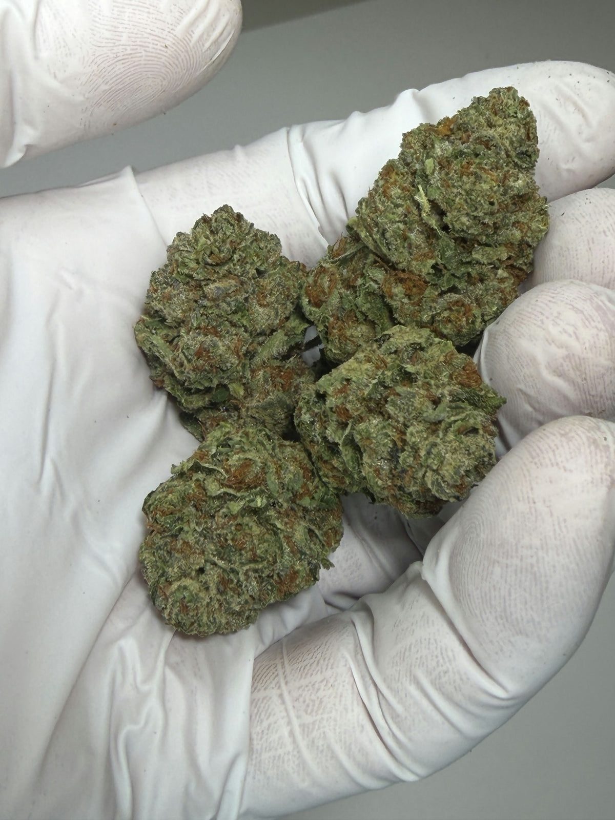 Acai Gelato Oregon flower