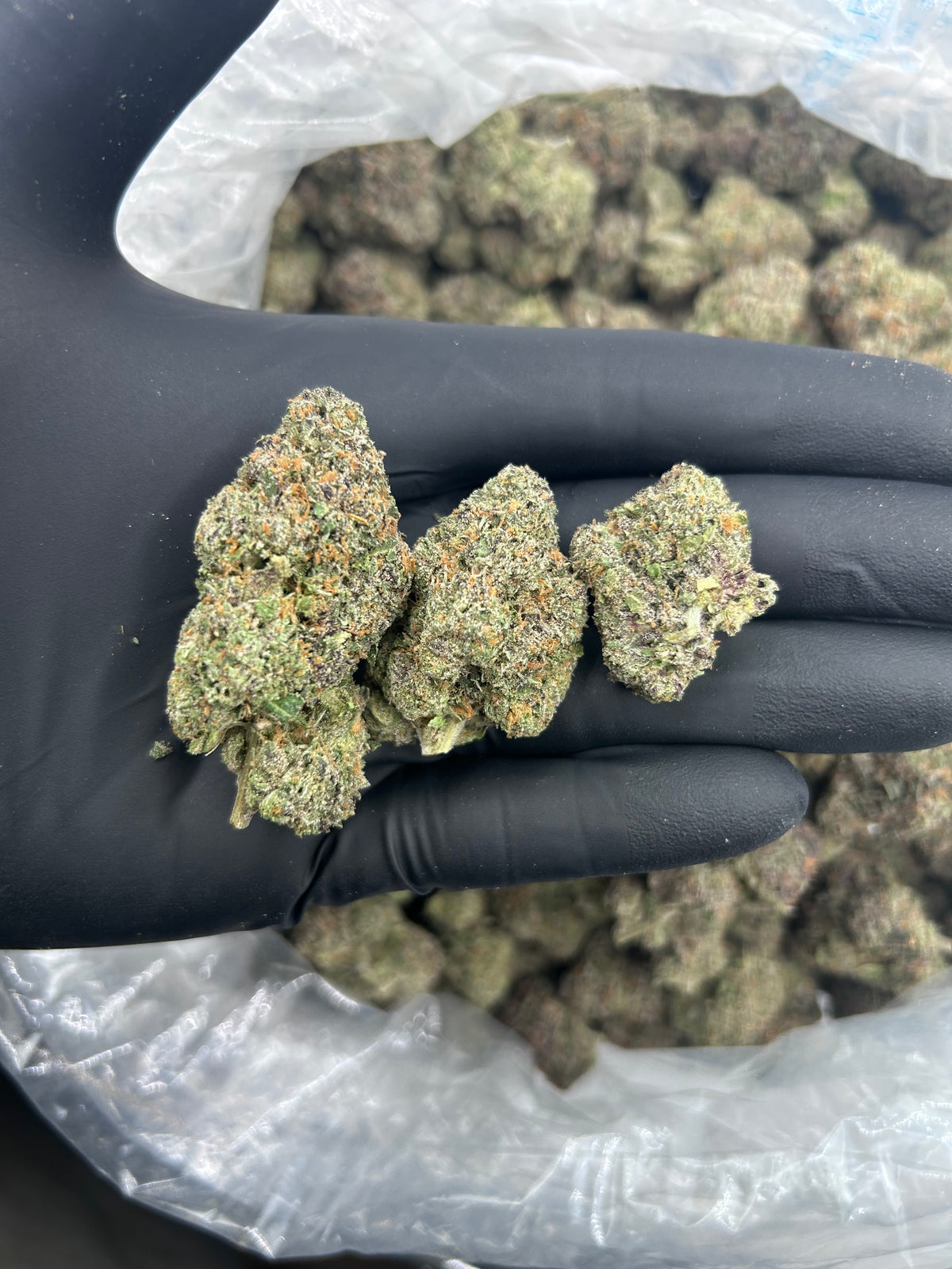 ADL (Indoor Plus) flower photo