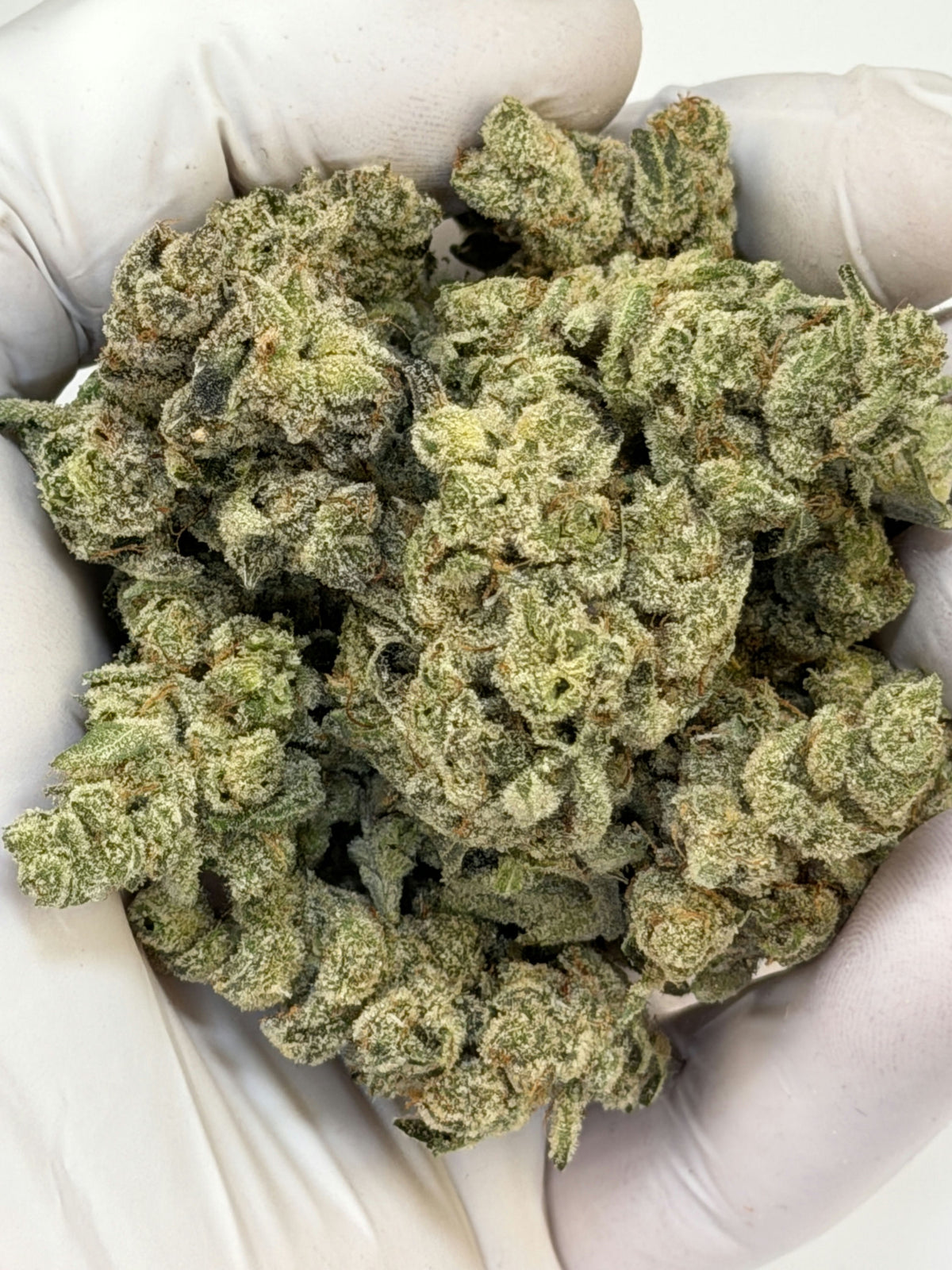 Amarelo flower photo 1