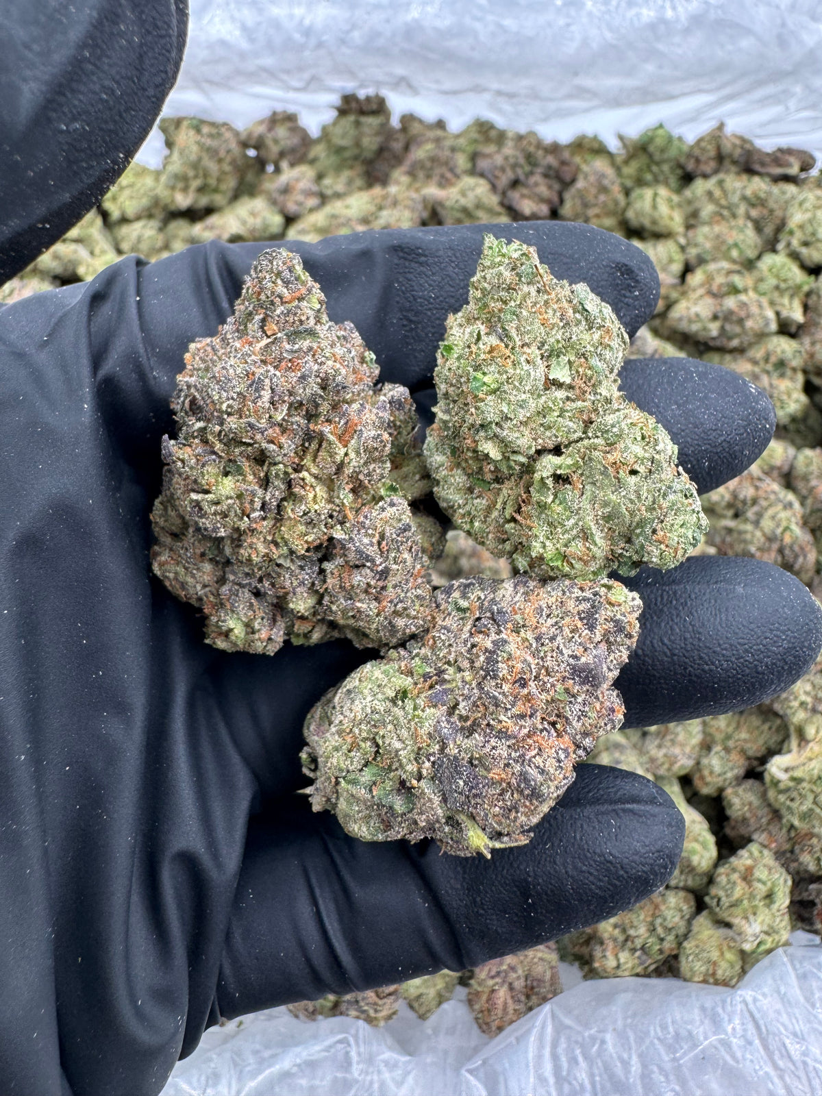 Astro Candy (Indoor Plus)