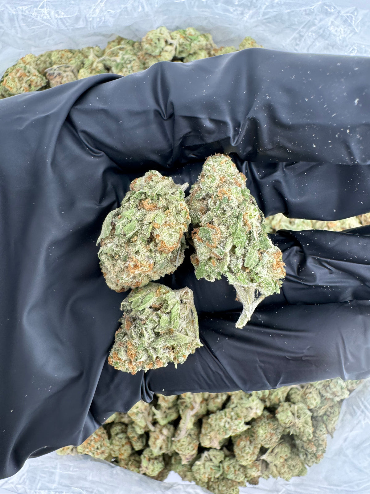 Blueberry Pancake (Smalls)