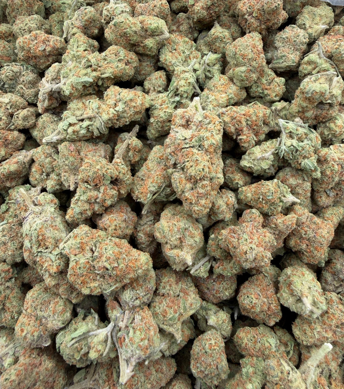 Bob Hope (Indoor) bag photo