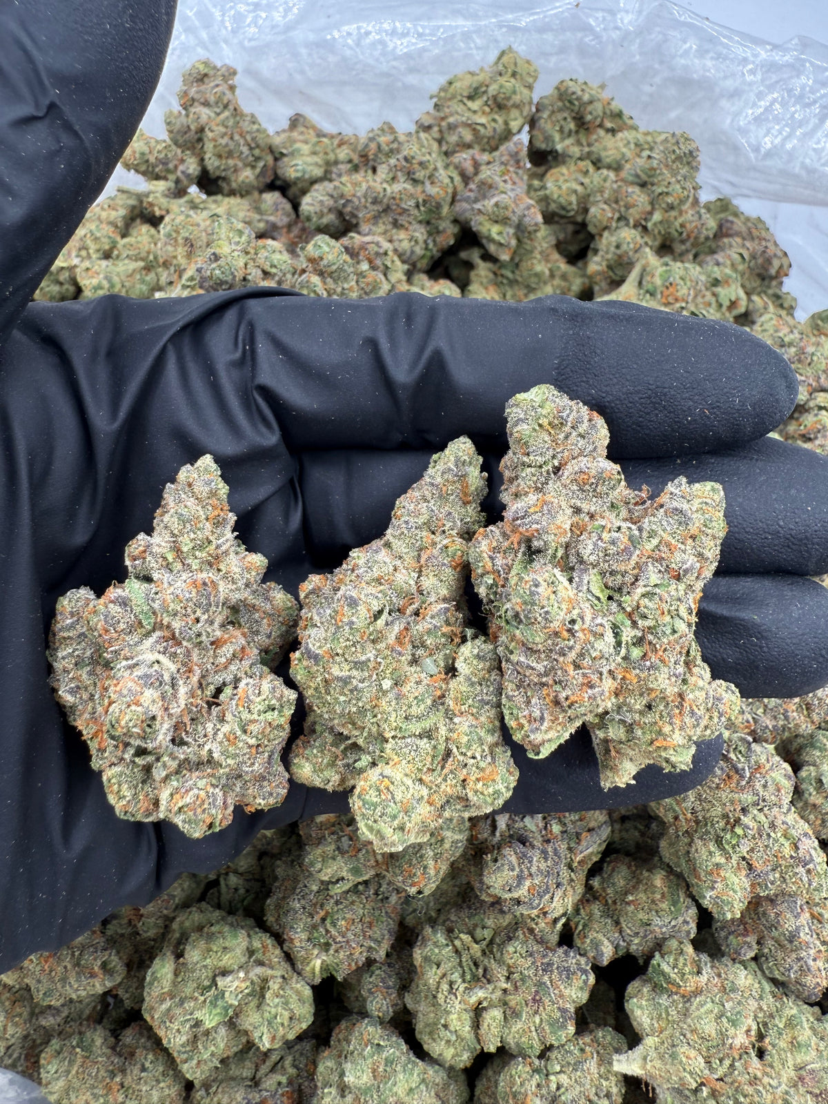 Cherry Ice (Indoor Plus) flower photo