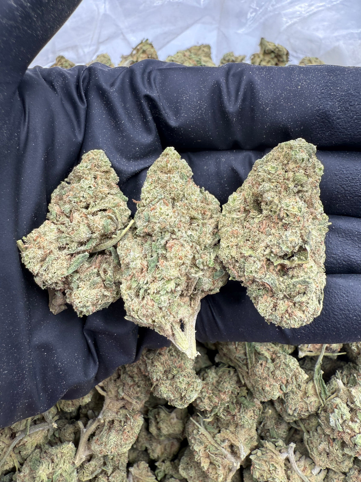 Blue Dream (Lows) flower photo
