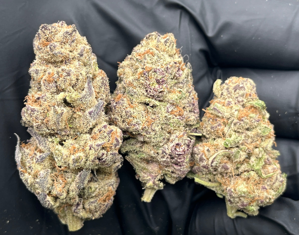 Midnight Grape (Indoor) flower photo