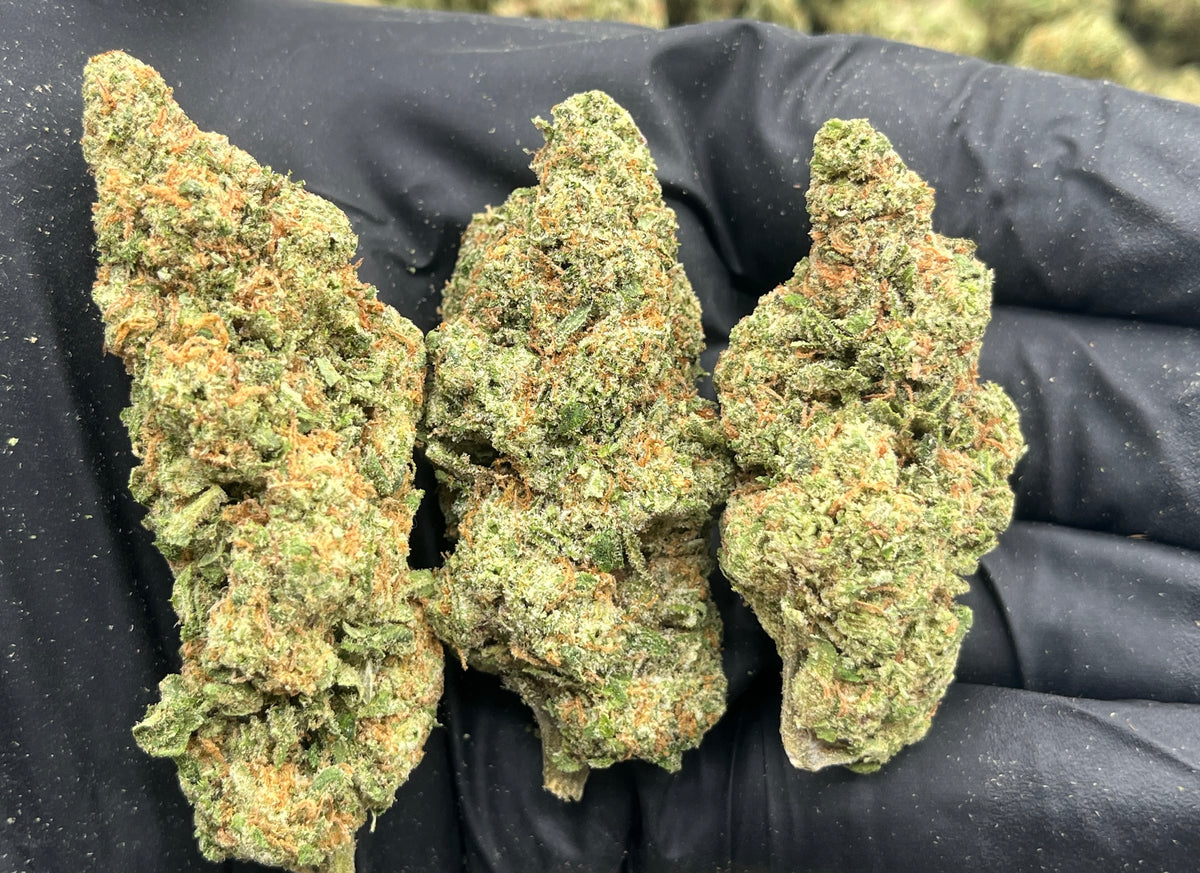 Honey Buns (Indoor) flower photo