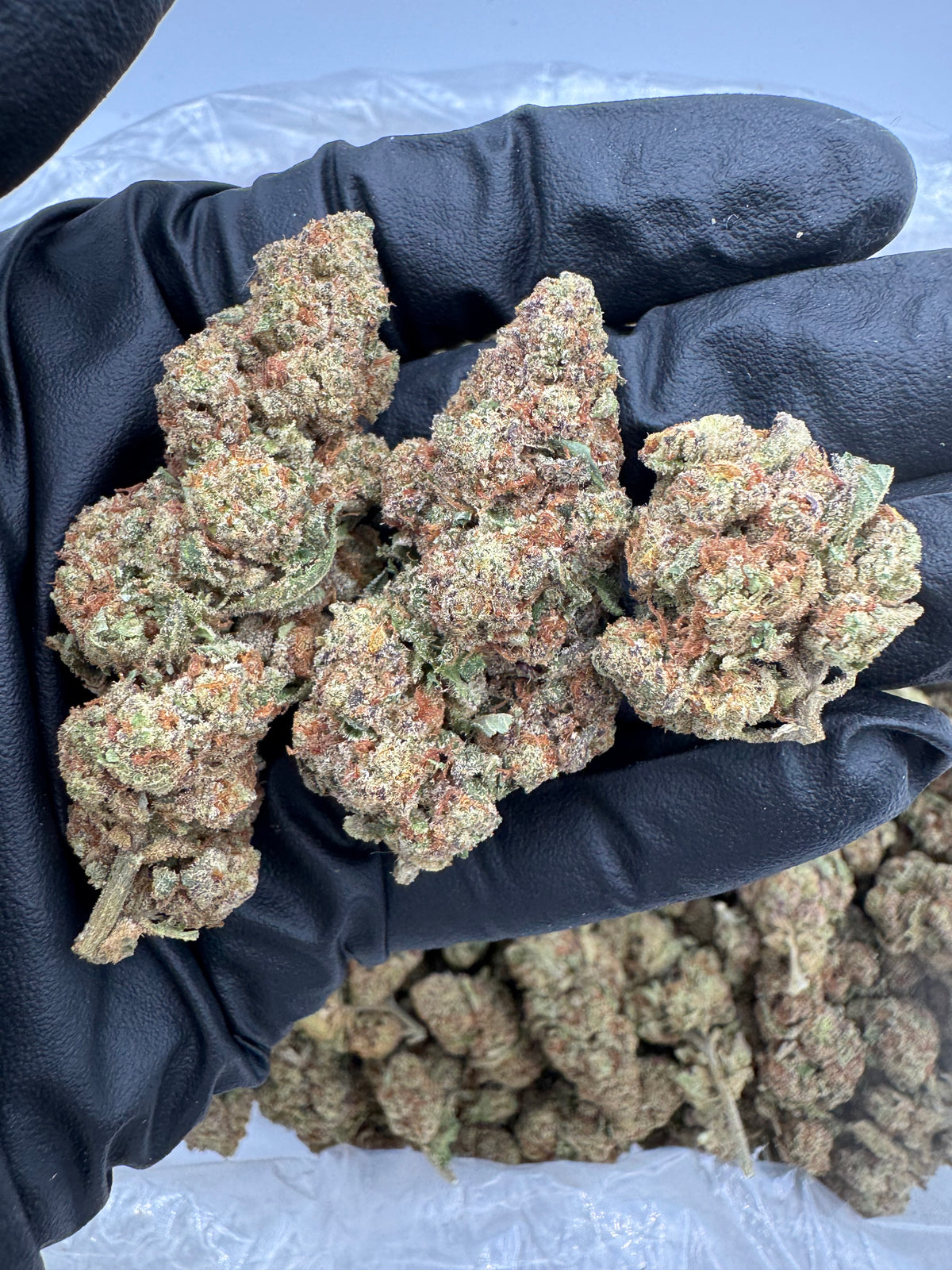 Glitter Bomb (Deps) flower photo