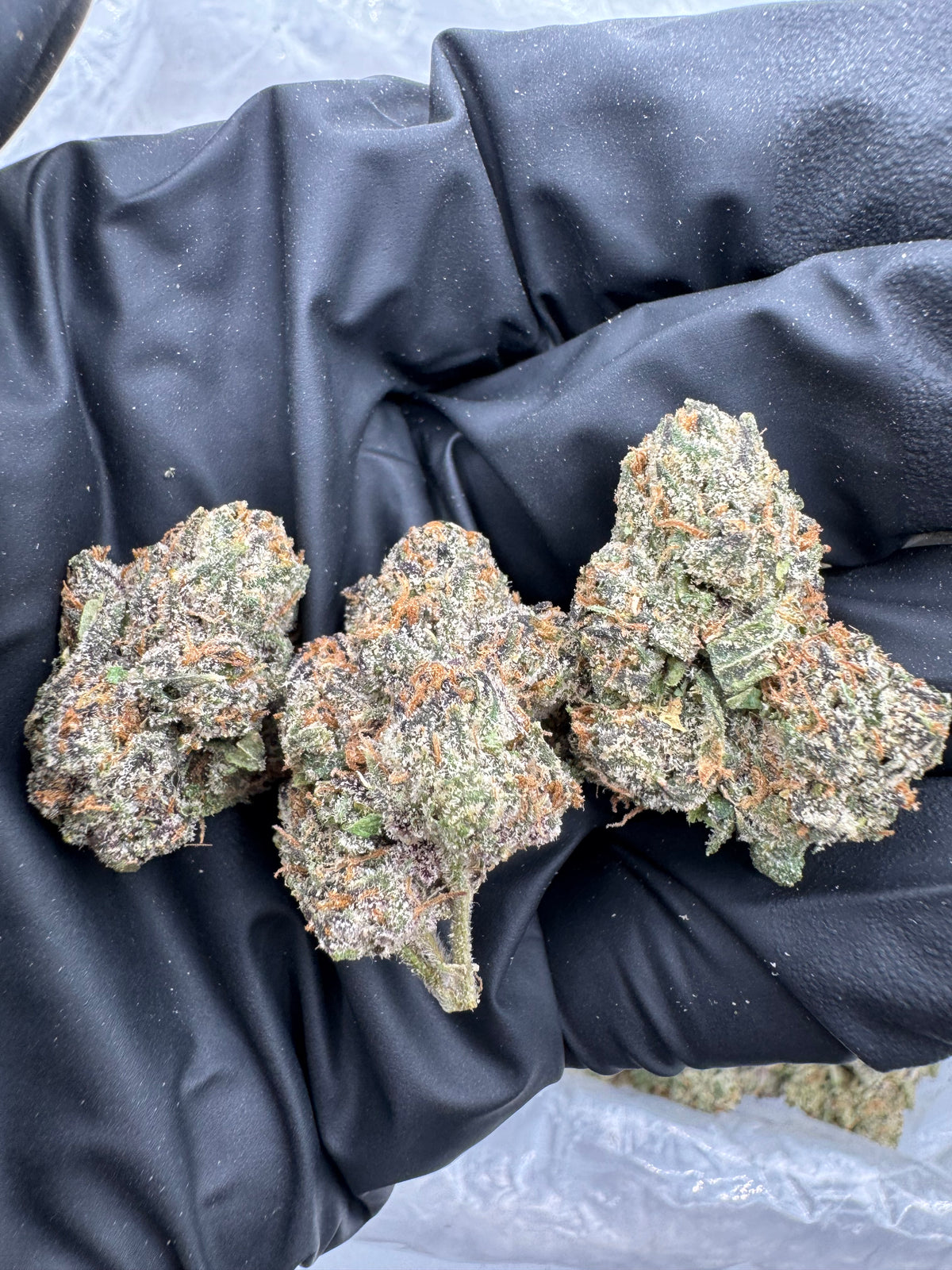 Gelato Candy (Indoor Plus) flower photo