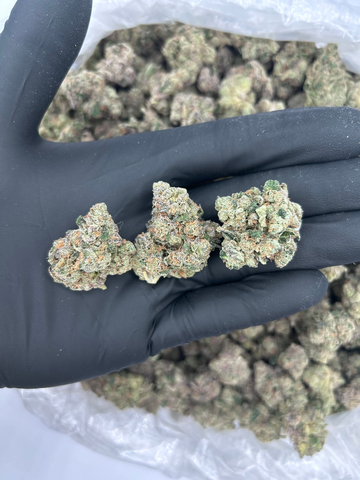 Chrome Dome (Exotic) flower photo