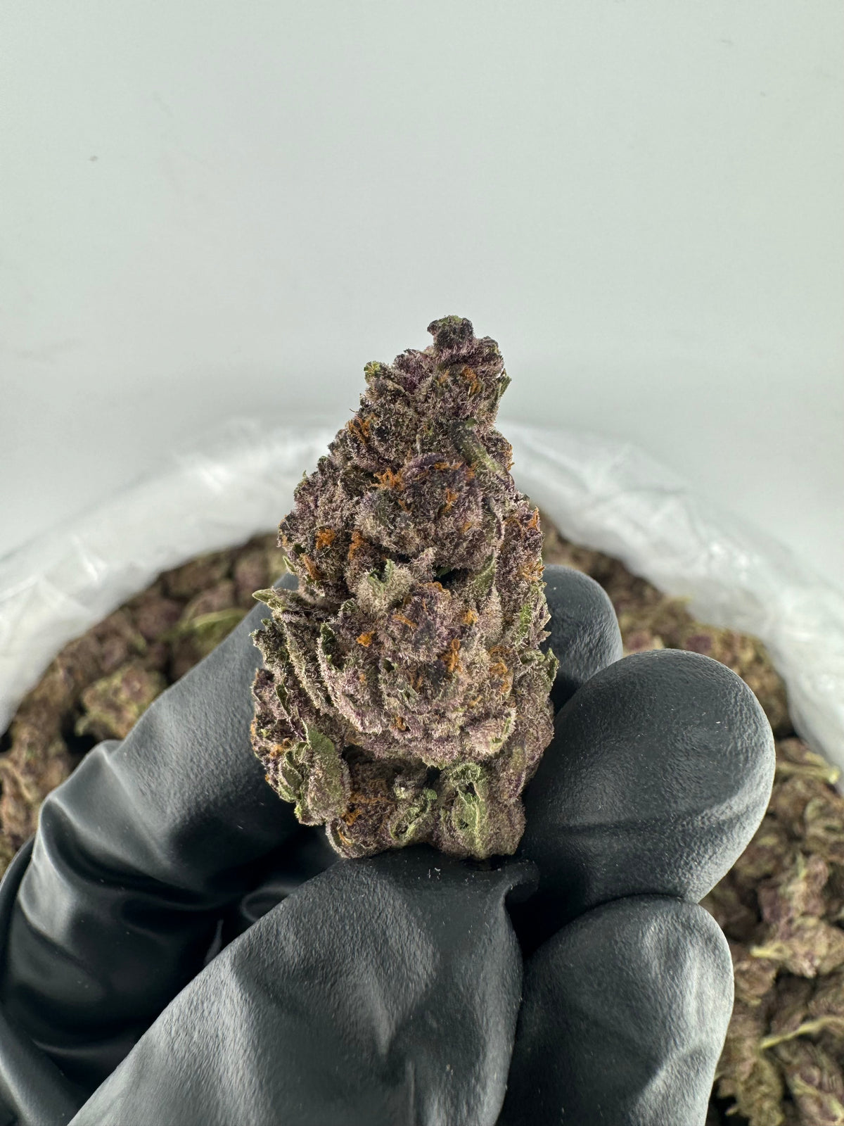 Tropical Cherry (Deps Plus) supplier nug photo