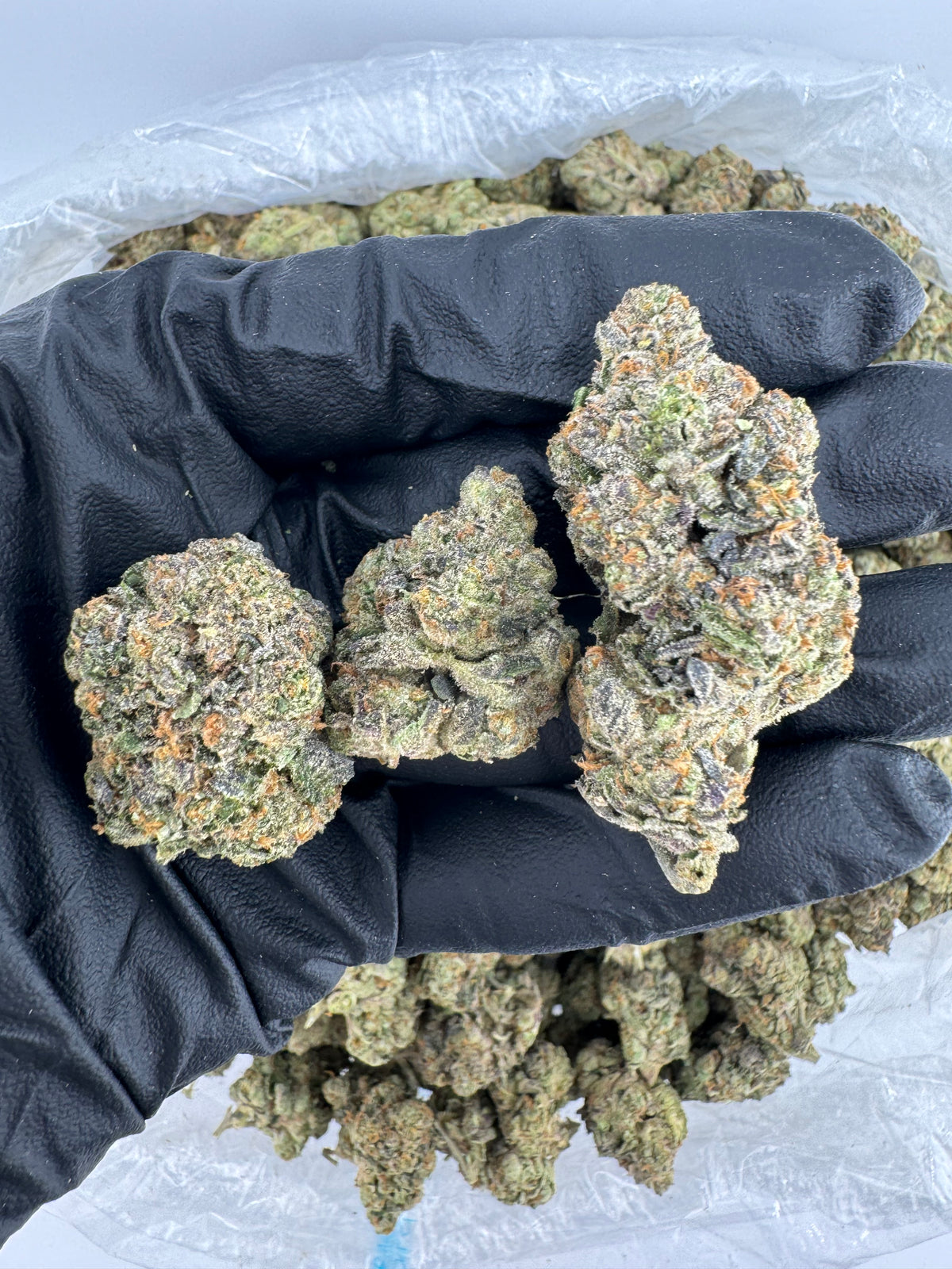Gary Payton (Indoor) flower photo
