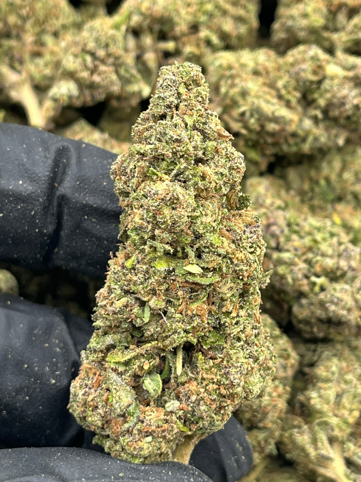 Agent Orange (Deps) supplier nug photo