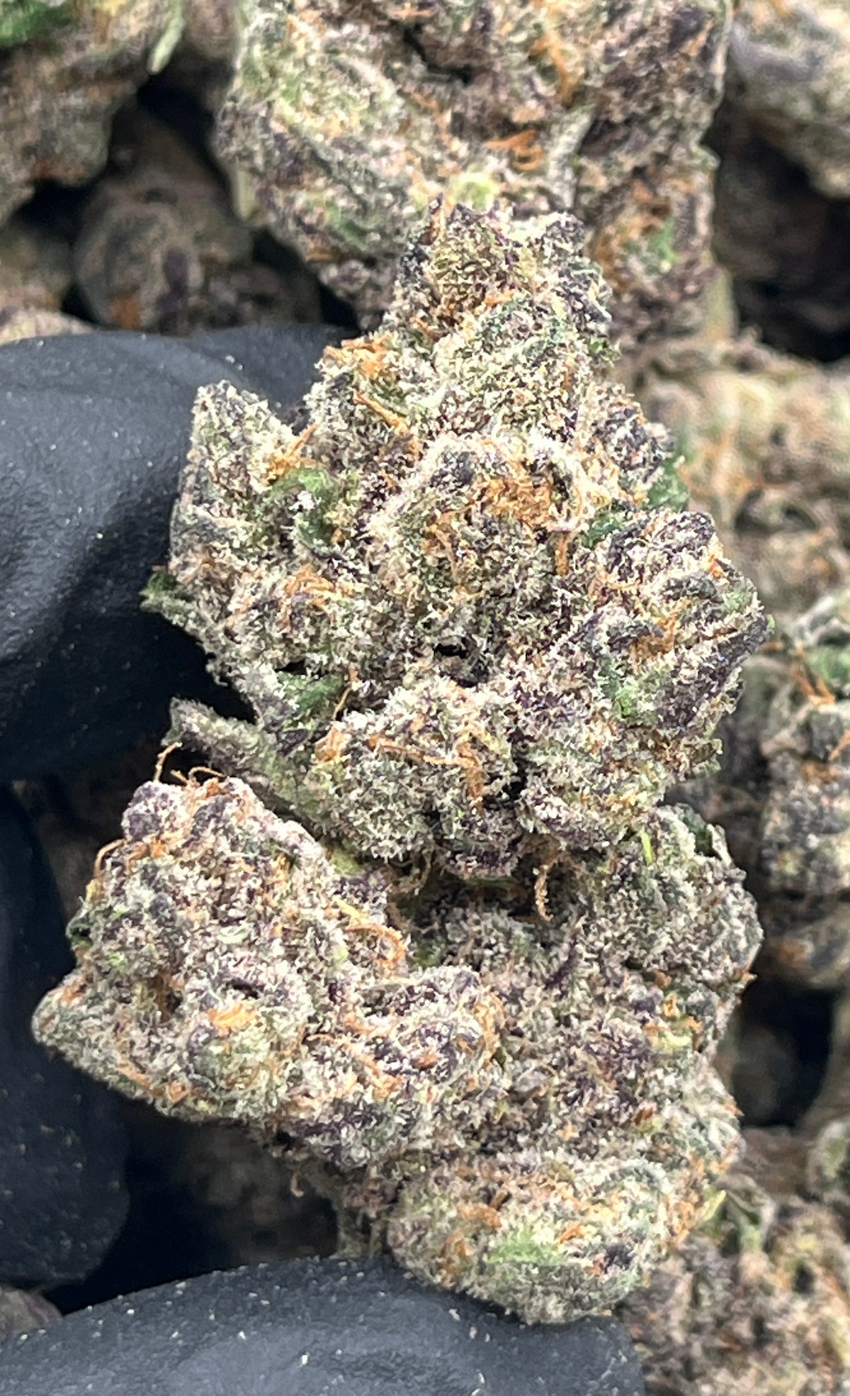 Hippy Crasher (Exotic) supplier nug photo
