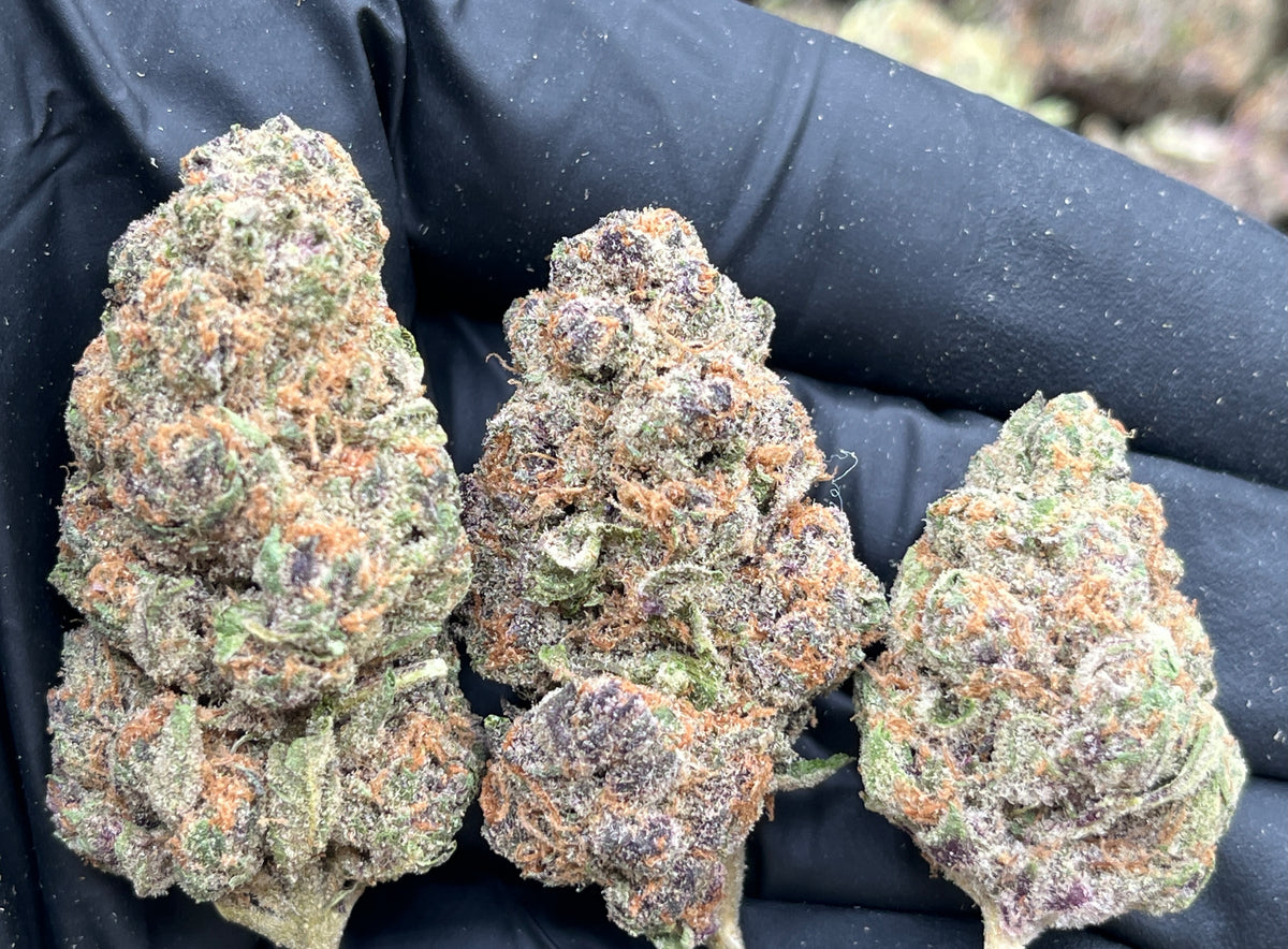 Superboof (Indoor) flower photo