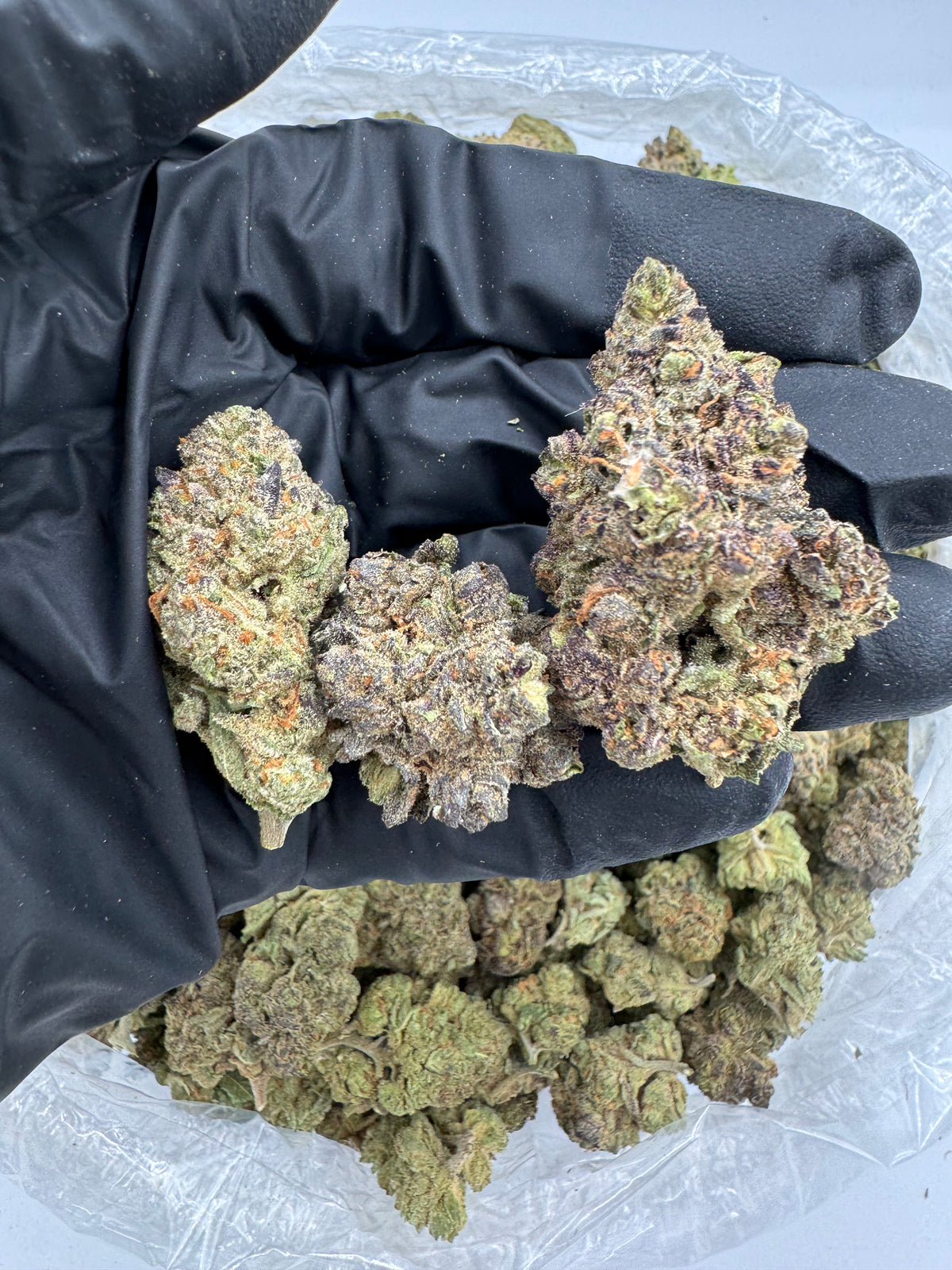 Candy Gelato (Indoor Plus) flower photo