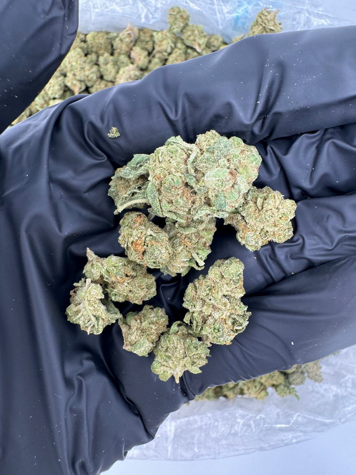 Gelato 42 (Smalls) flower photo
