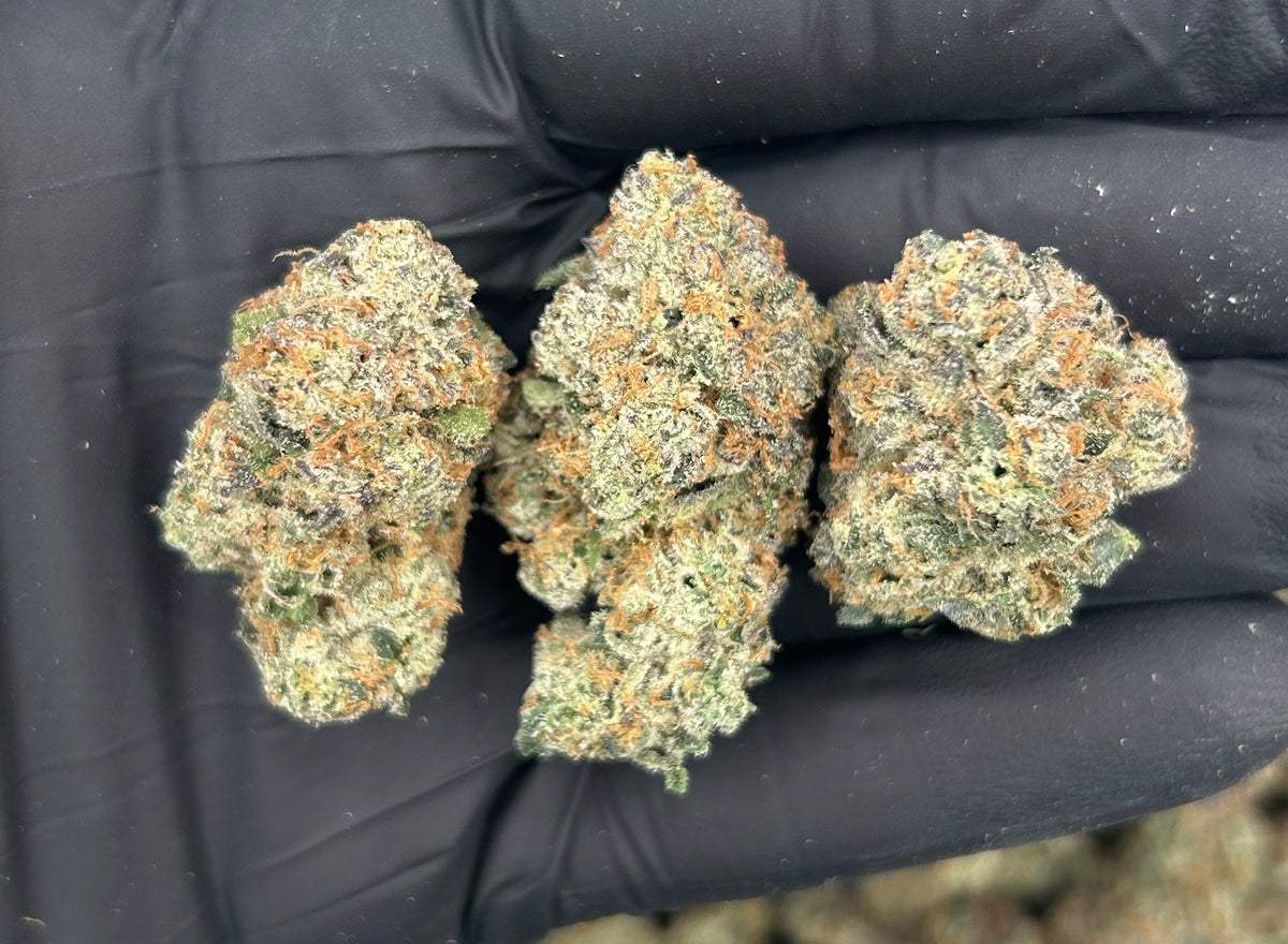 Blueberry Blast (Indoor Plus) flower photo