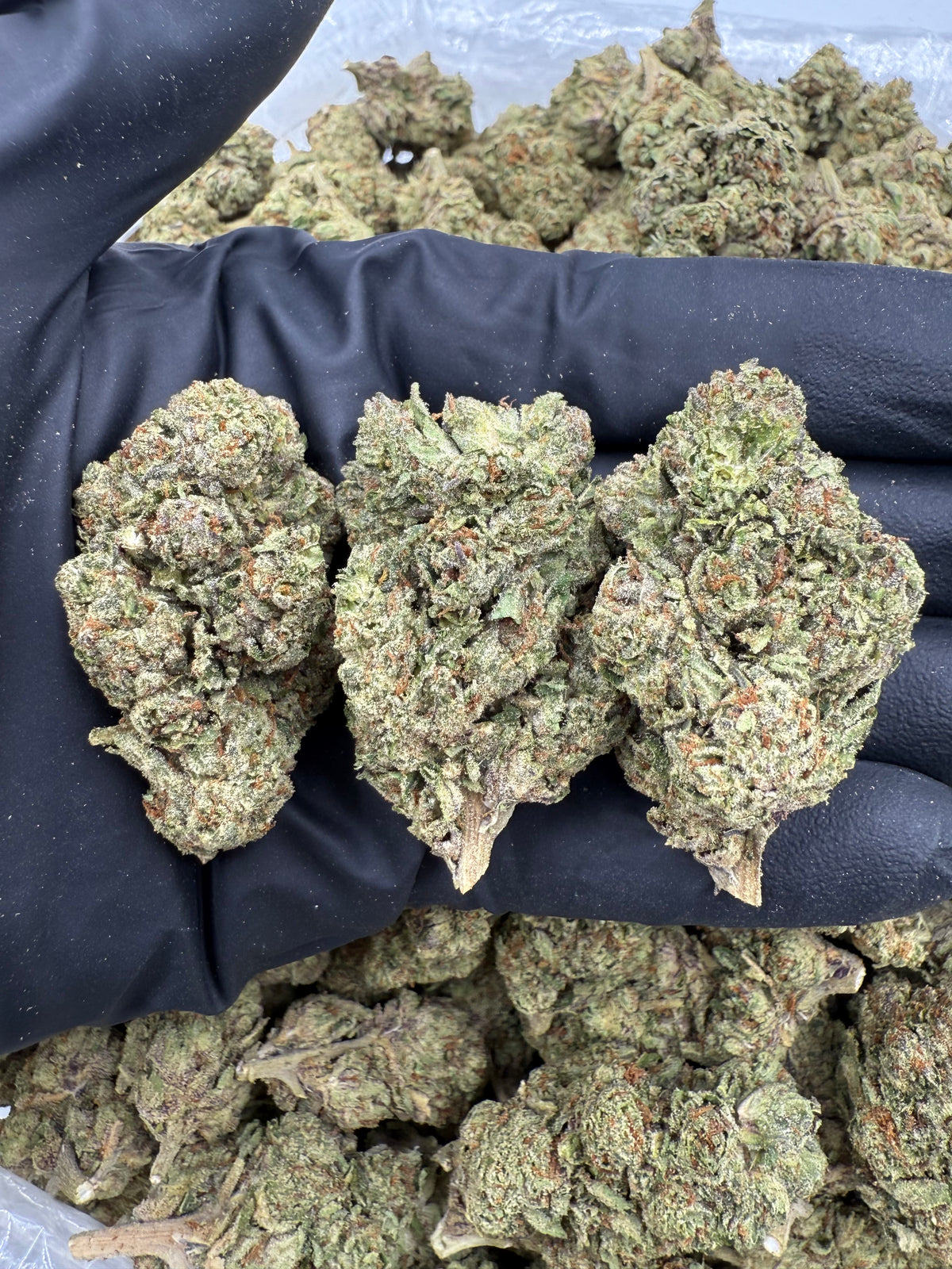Gelato Candy (Deps Plus) flower photo