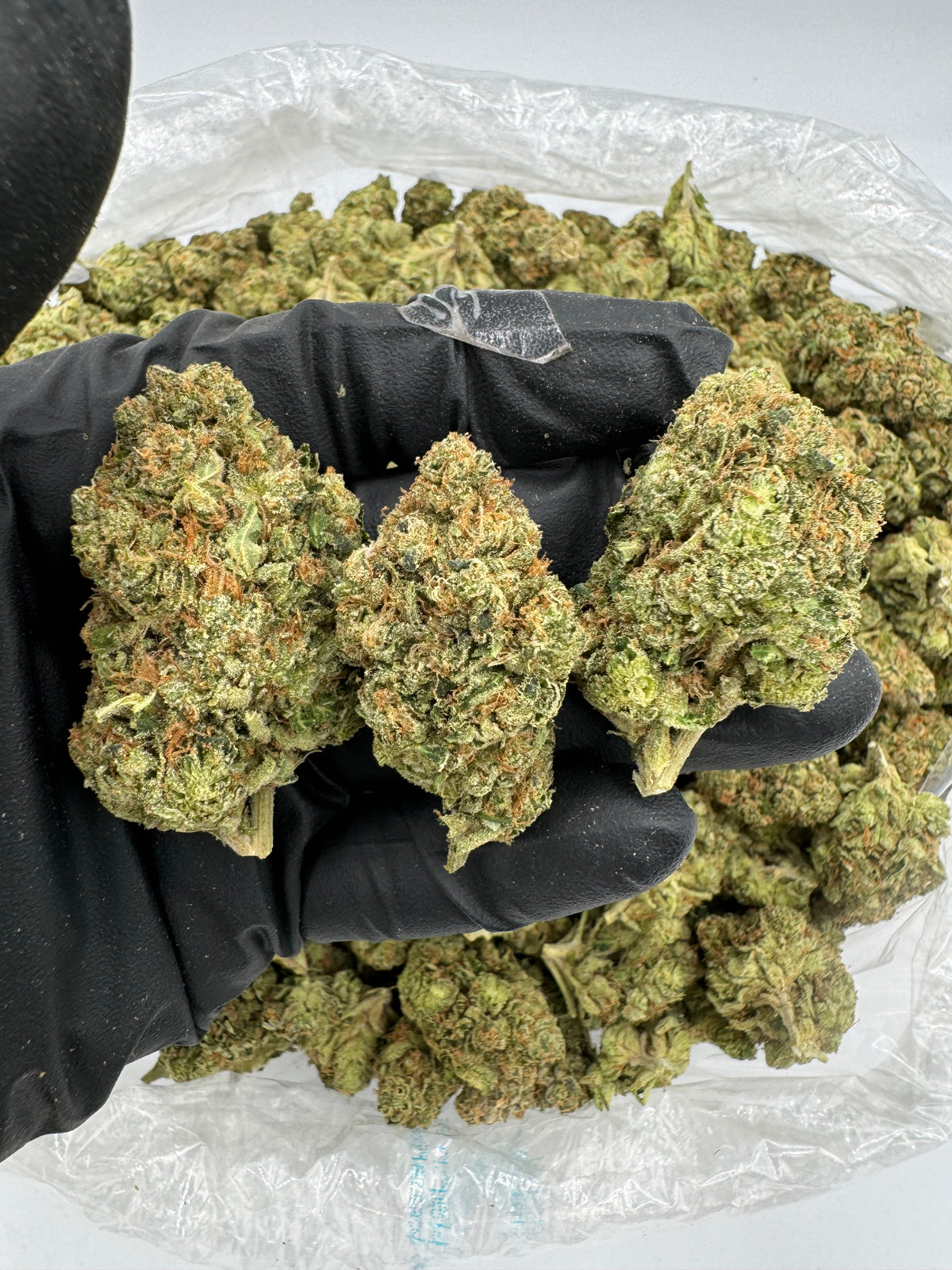 Orange Julius (Indoor) flower photo
