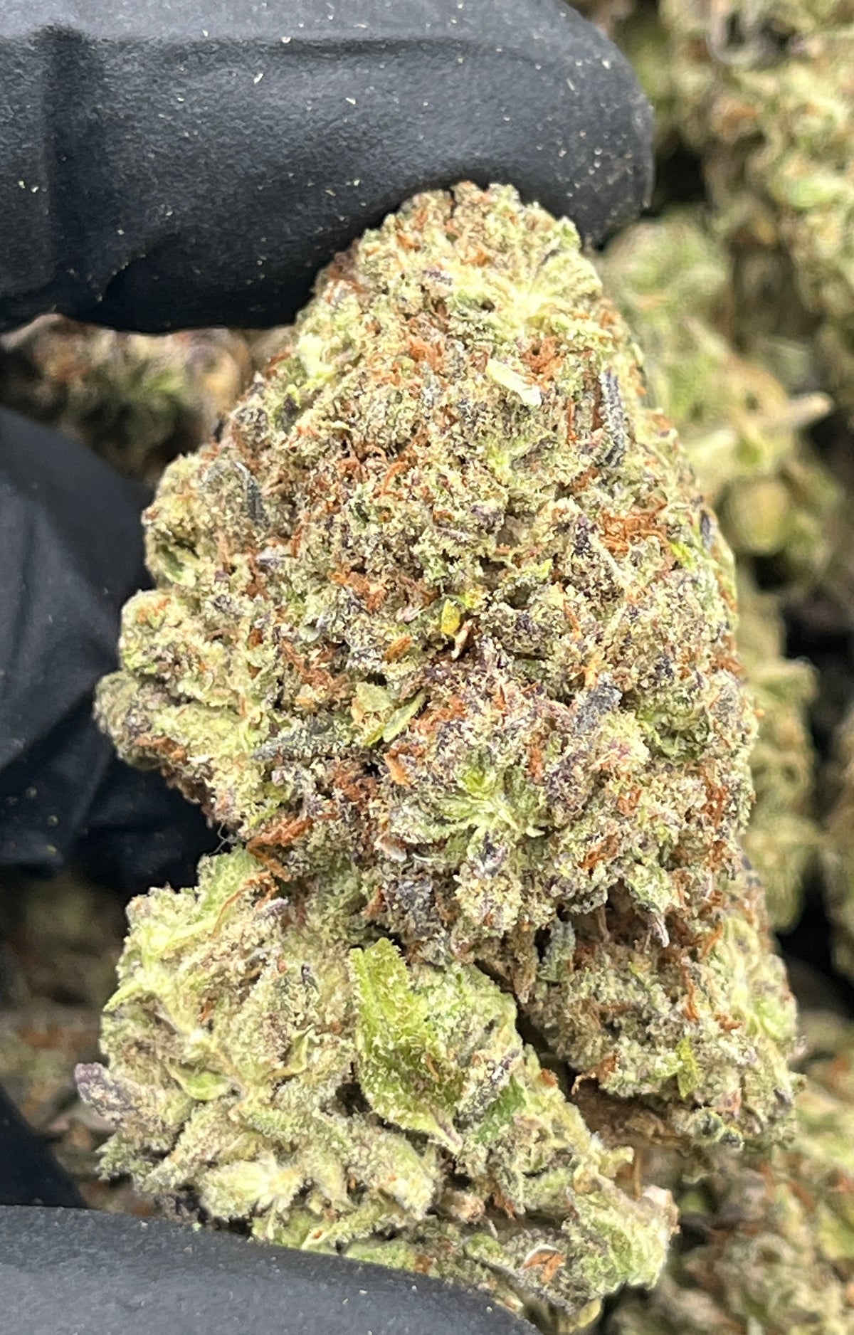 Jelly Cake (Lows) supplier nug photo