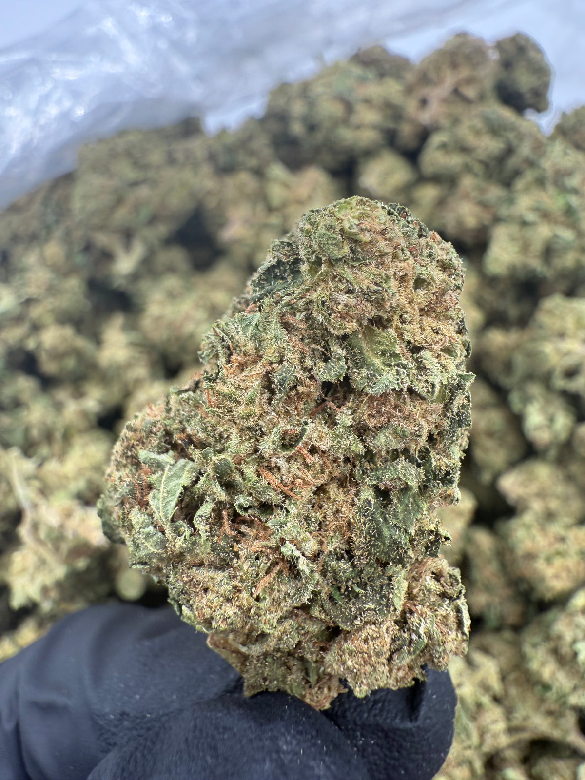 Key Lime Jack (Deps Plus) supplier nug photo