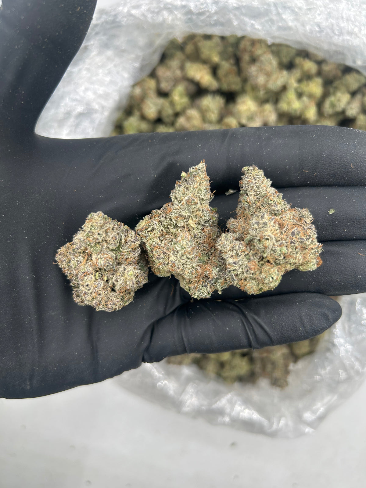 Lung Buster (Indoor Plus) flower photo