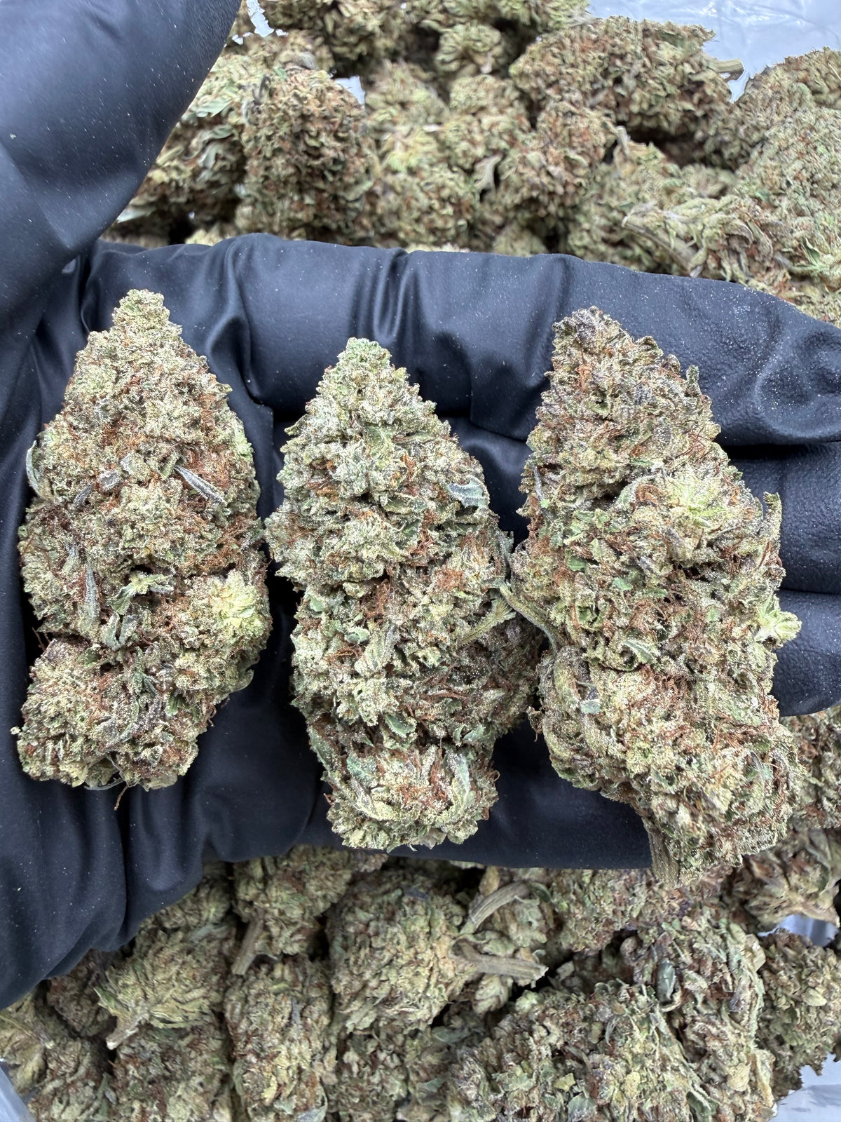 Dutch Cookies (Deps Plus) flower photo