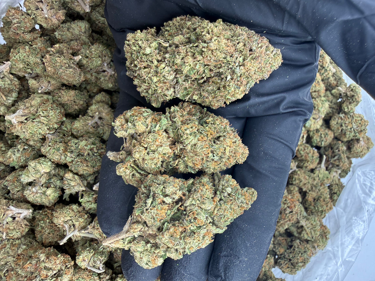 Candy Gelato (Deps) flower photo