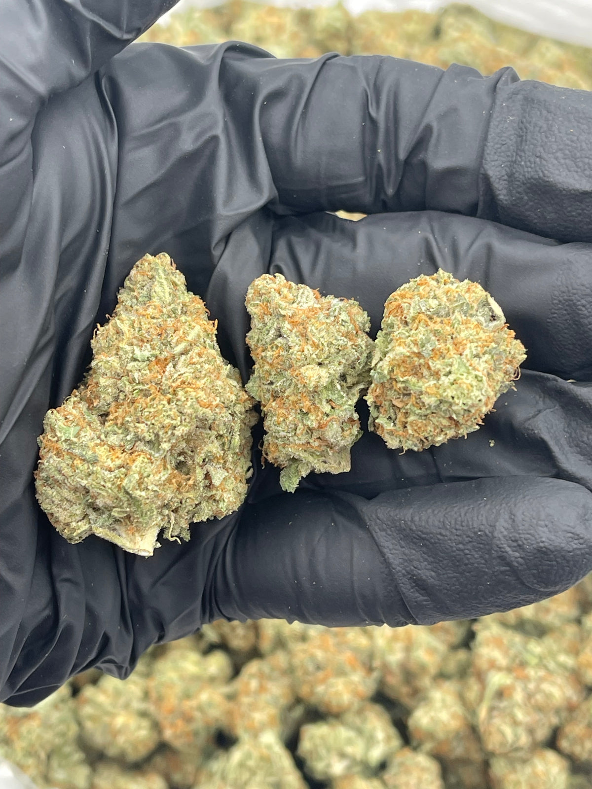 Rainbow Sherbert (Indoor Plus) flower photo