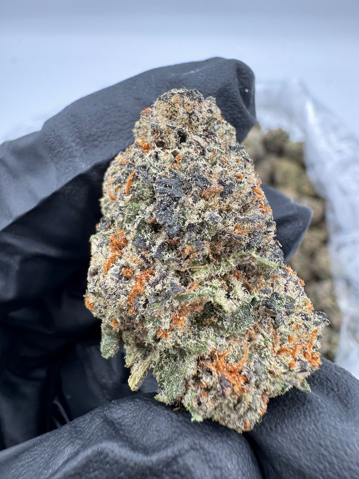 Lemon Cherry Sherbet (Indoor Plus) supplier nug photo