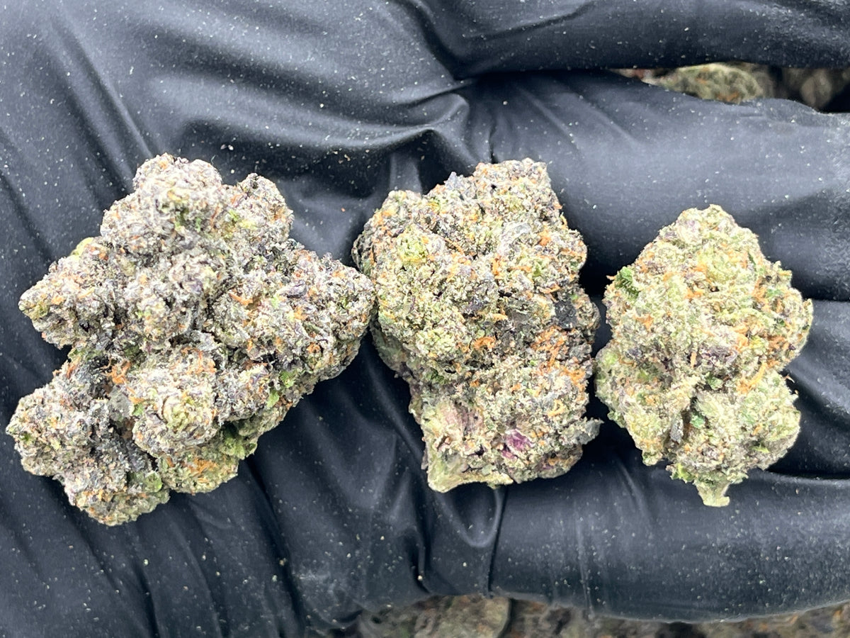 Banana Sherbet (Indoor Plus) flower photo
