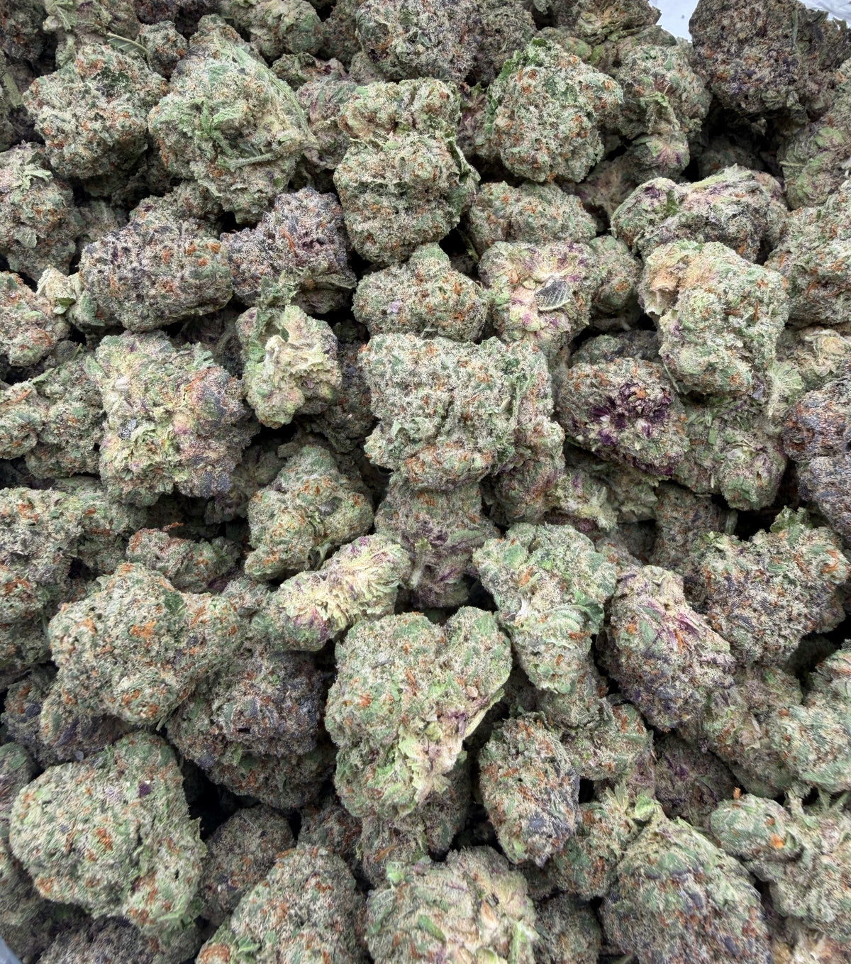 Gazzurple (Indoor Plus) bag photo