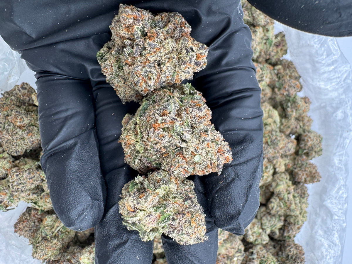 Sour Grape (Indoor Plus) flower photo