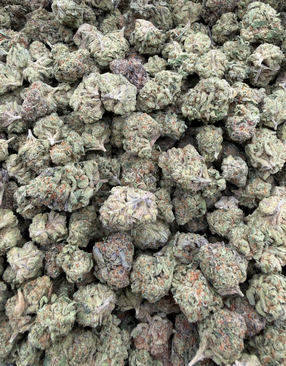 Bangkok Purple (Indoor) bag photo