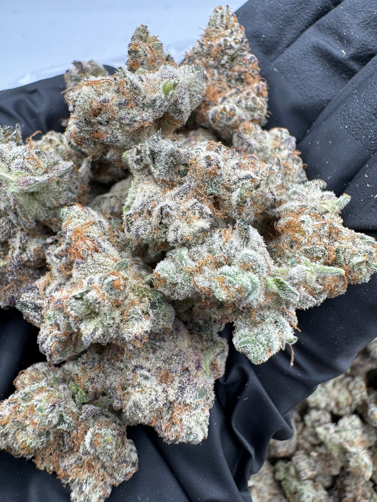 Benny Blanco (Mediums) flower photo