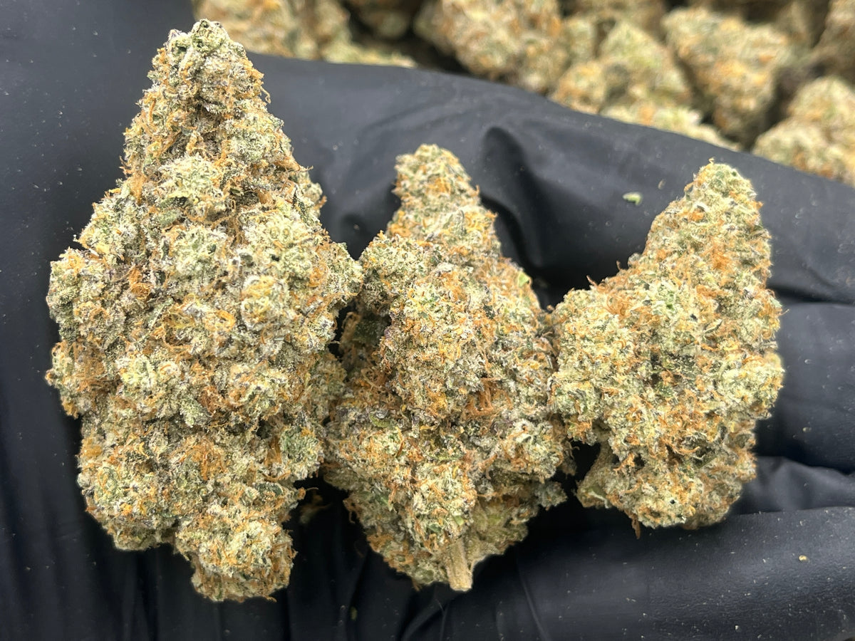 Pack Mule (Indoor Plus) flower photo