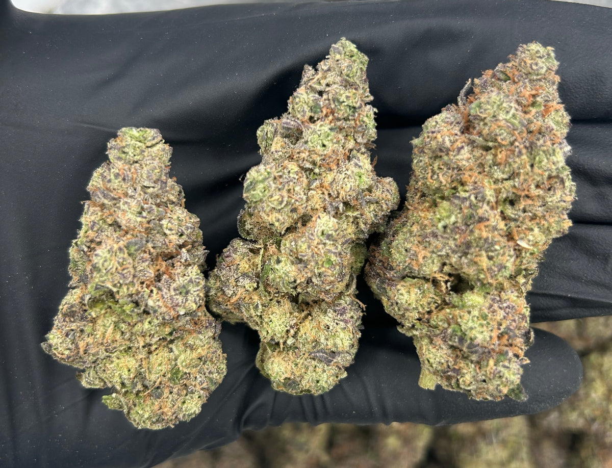 Hashburger (Indoor Plus) flower photo