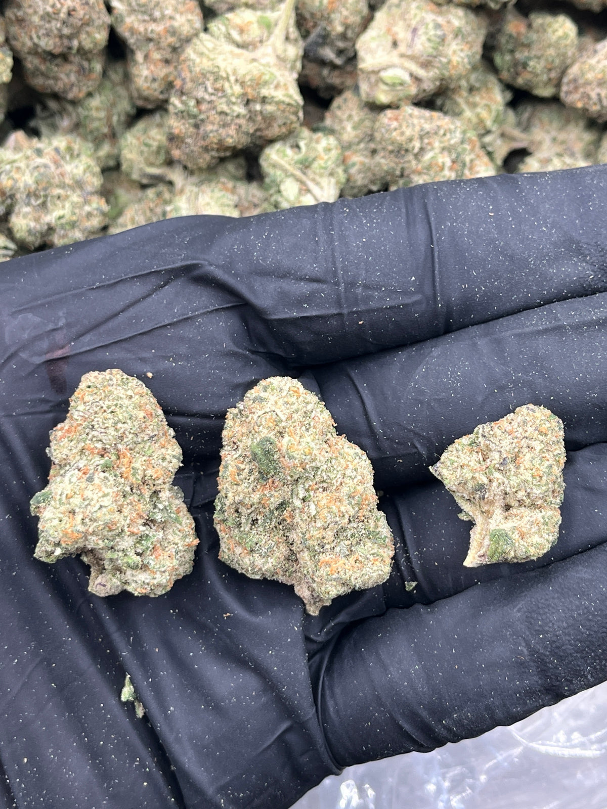 Blizzard Bars (Indoor) flower photo
