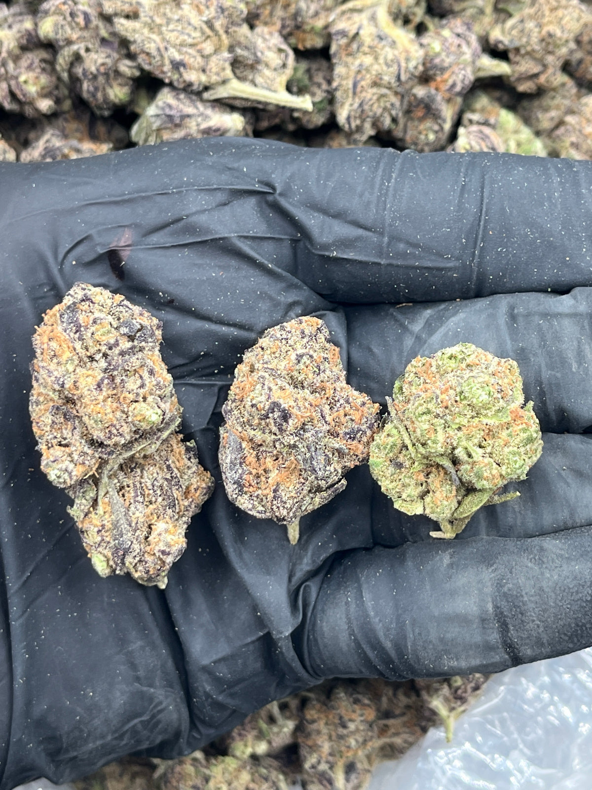 Grape Jolly Rancher (Indoor) flower photo
