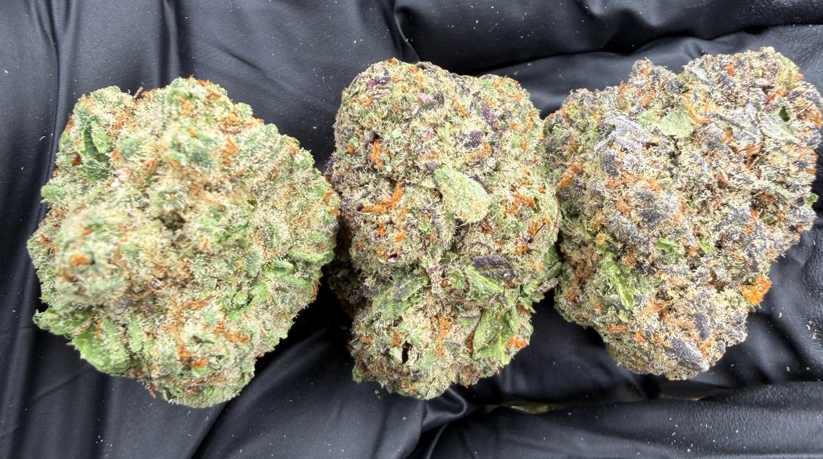 Gazzurple (Indoor Plus) flower photo
