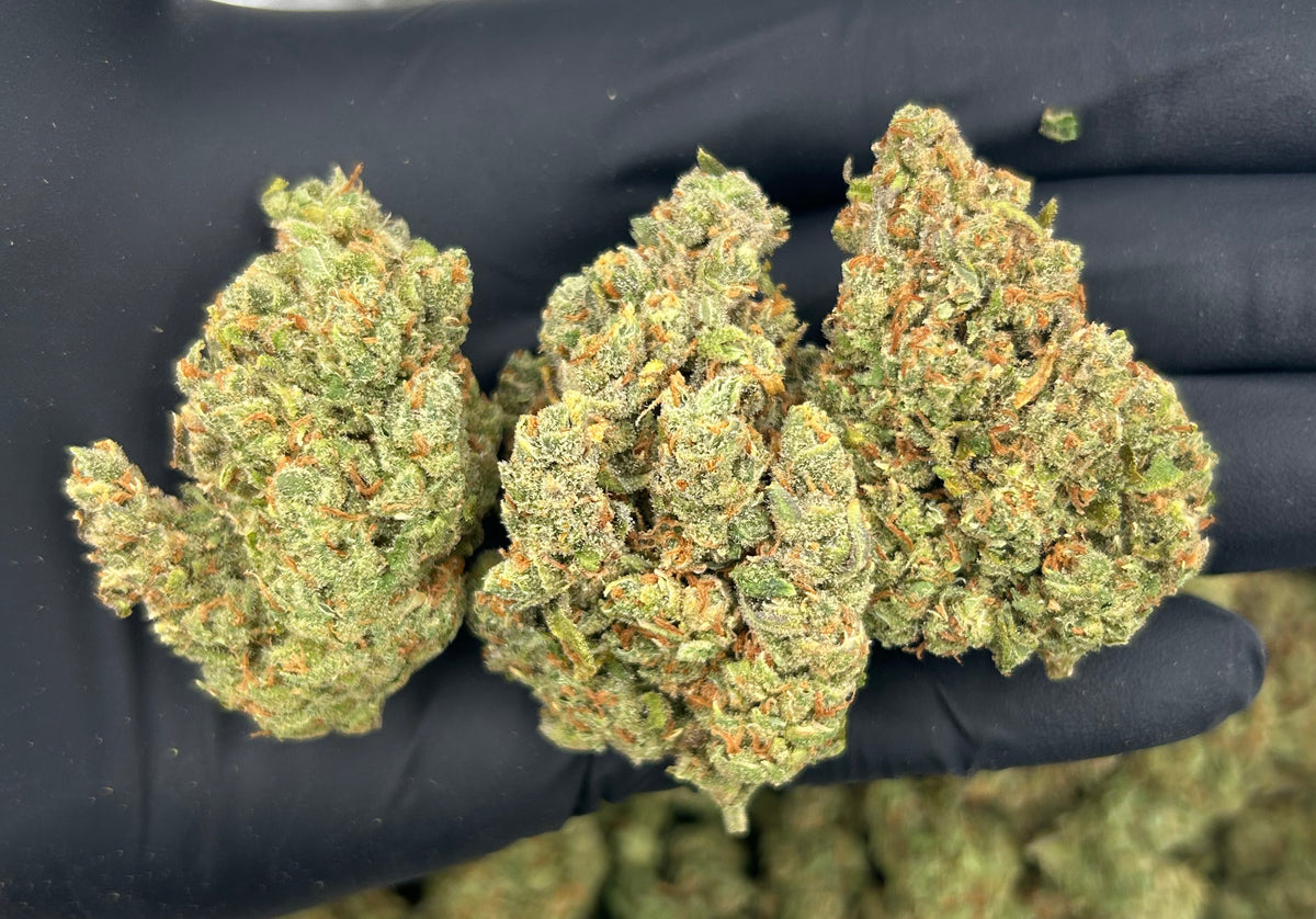 Durban Poison (Indoor Plus) flower photo