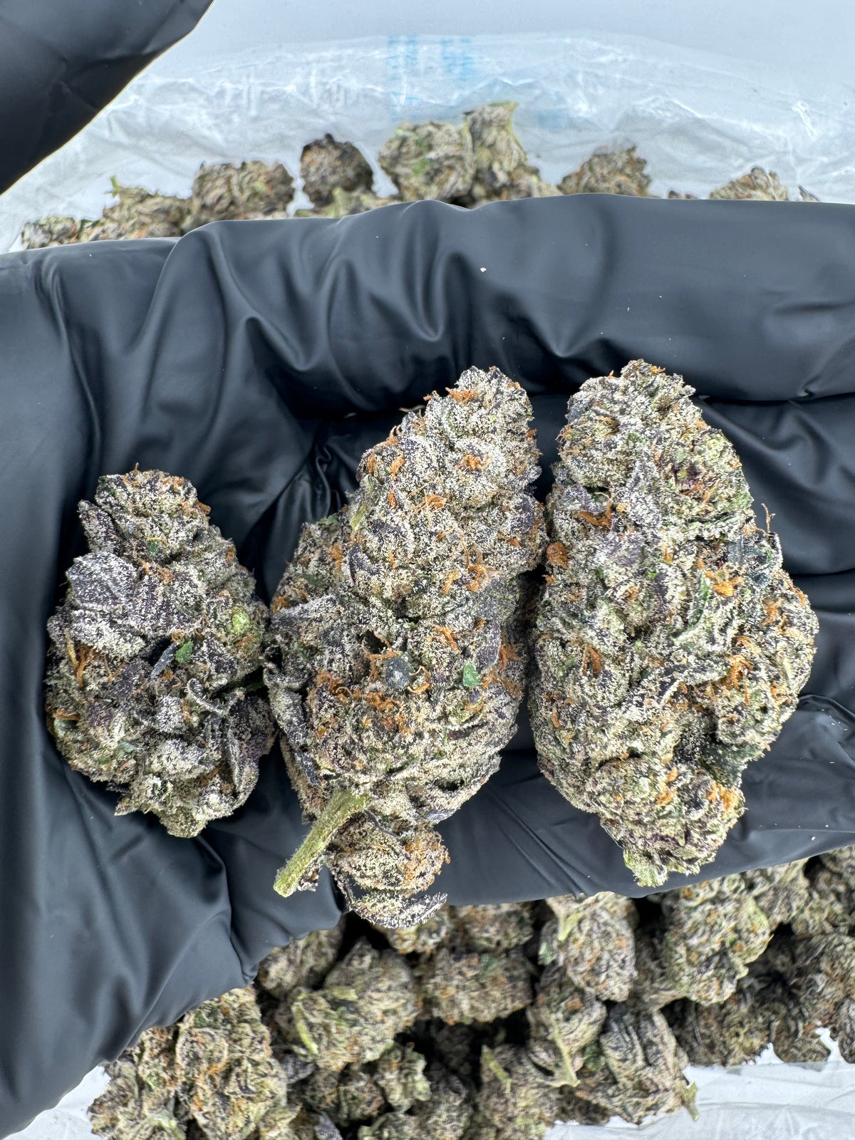 Girl Scout Cookies (Indoor)