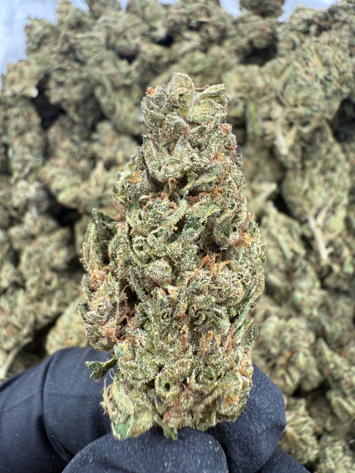 OG Kush (Deps) supplier nug photo