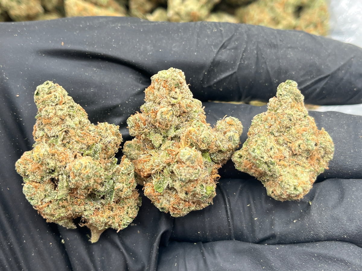 Scotch & Soda (Indoor) flower photo