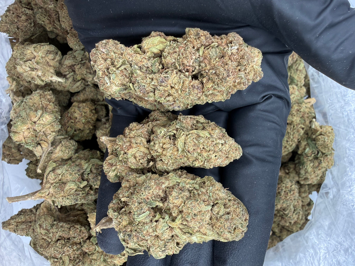 Tangerine Dream (Deps Plus) flower photo