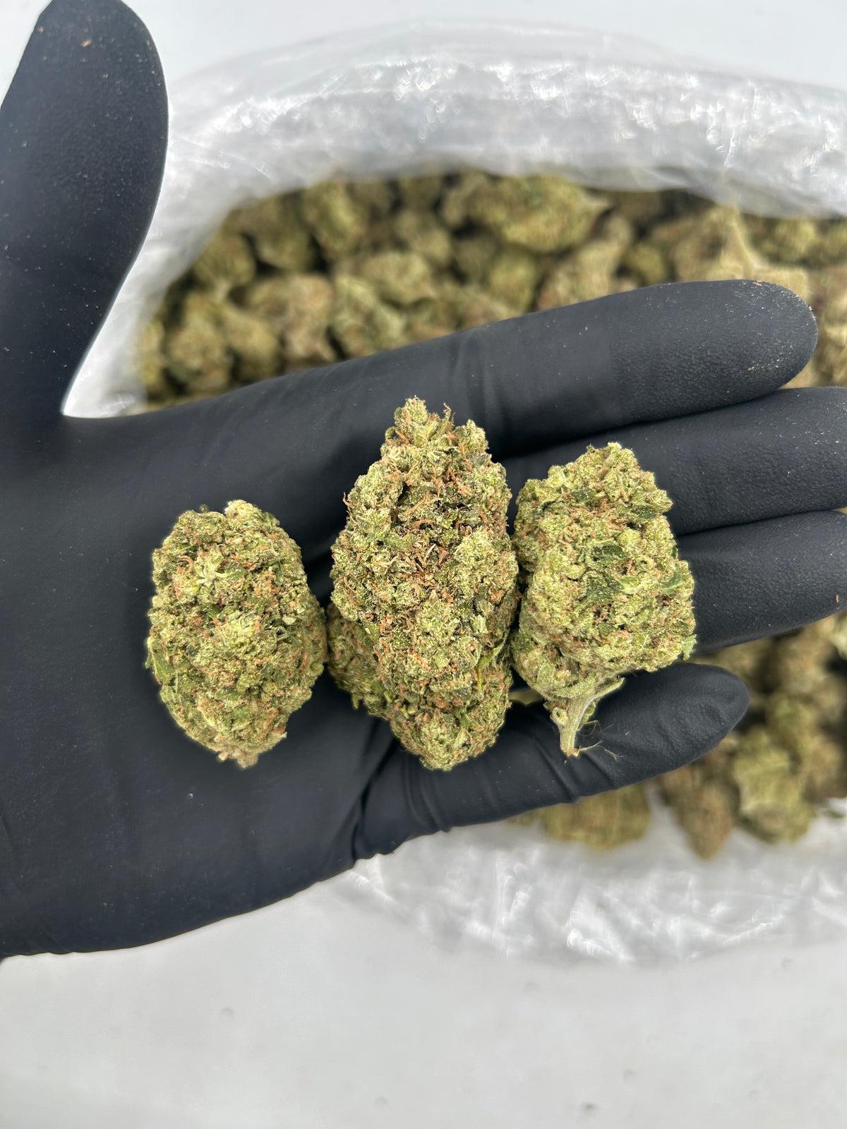 Nimbus Snack (Indoor) flower photo