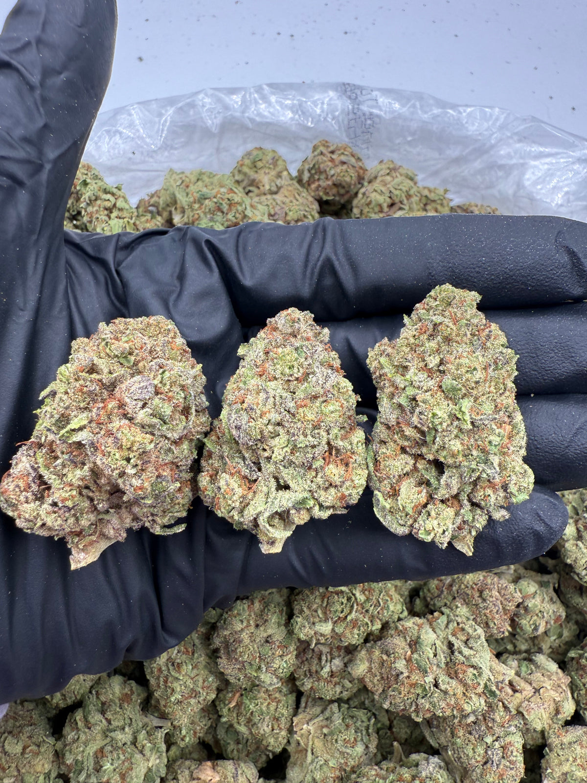 Green Candy (Indoor 7) flower photo