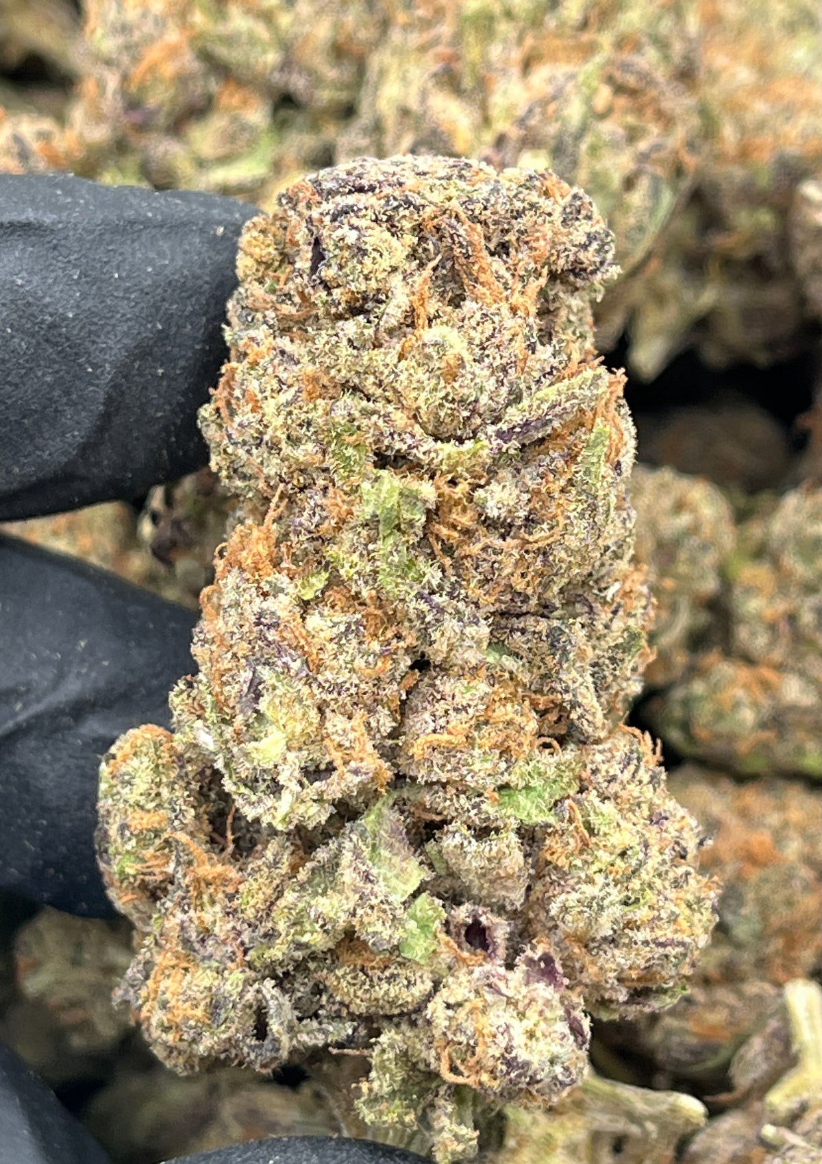 Grape Inferno (Indoor) supplier nug photo
