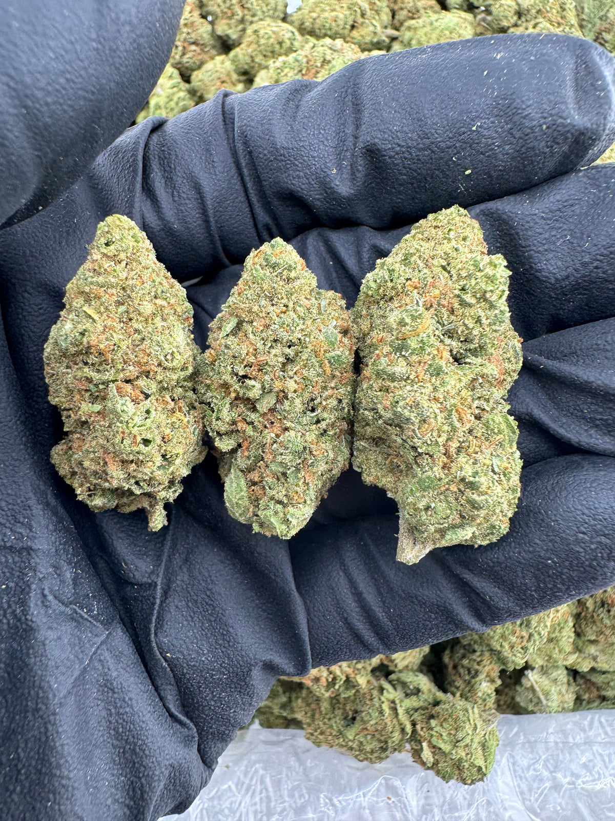 Jack Black (Indoor) flower photo