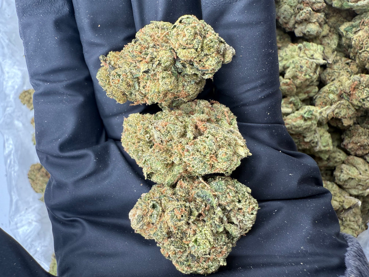 Jack Flash nugs photo